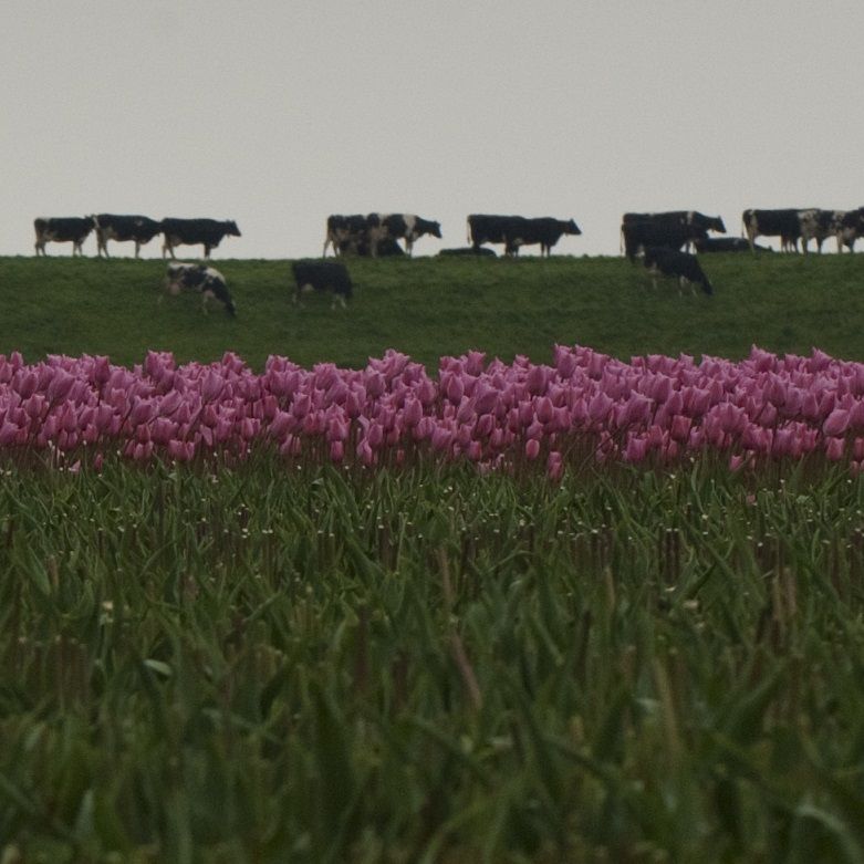 Koeien op de dijk