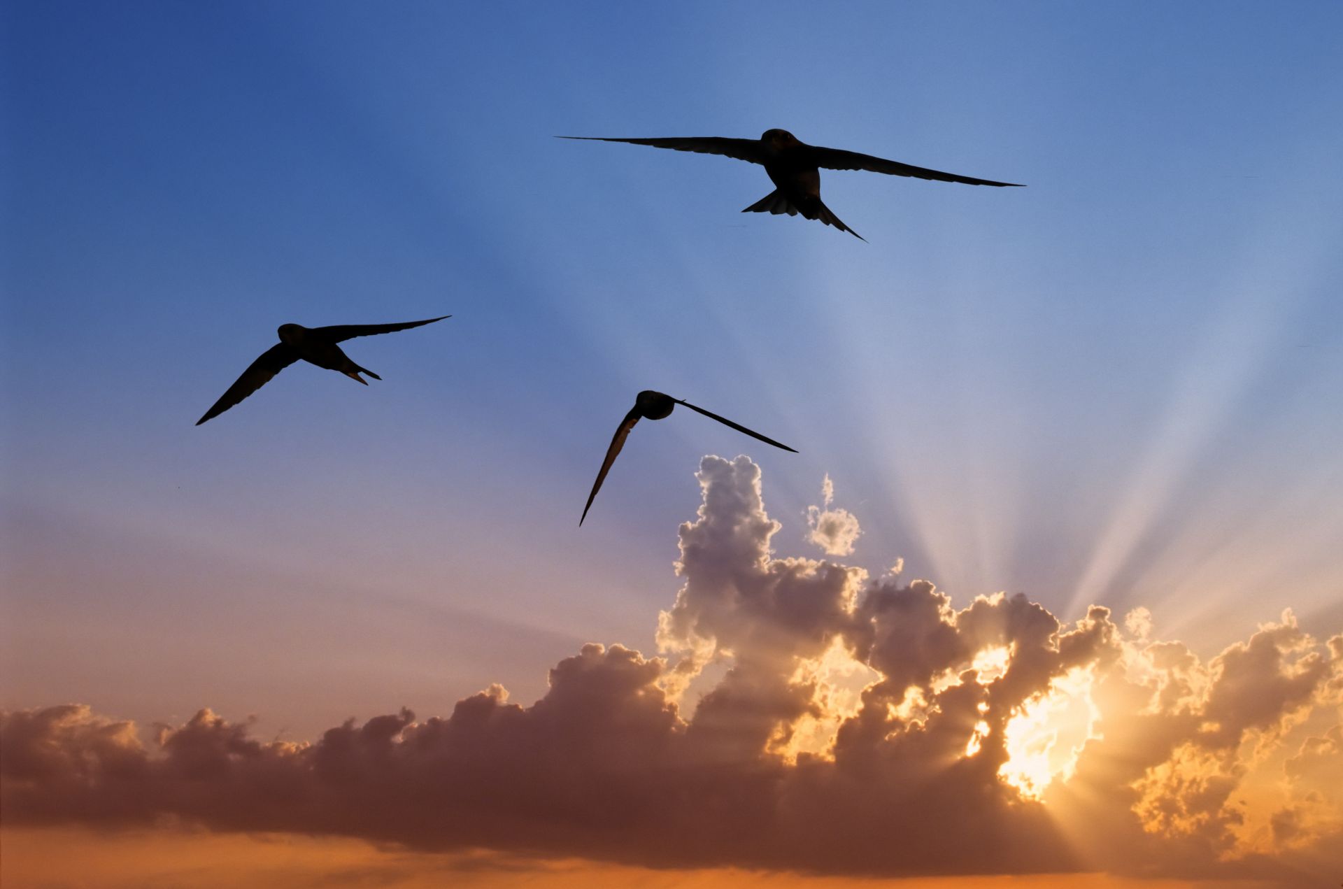 vliegende gierzwaluwen bij zonsondergang