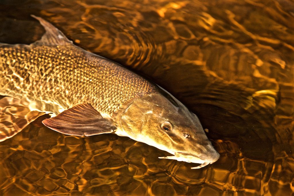 barbel underwater