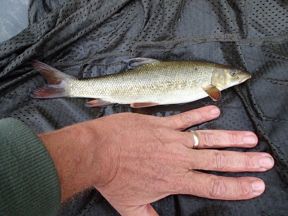 young barbel next to a hand