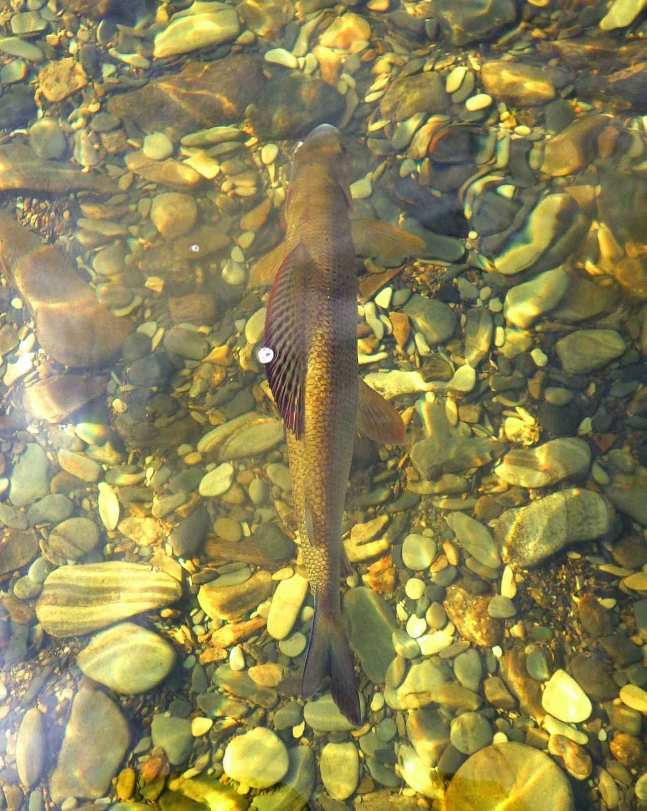 grayling underwater from above