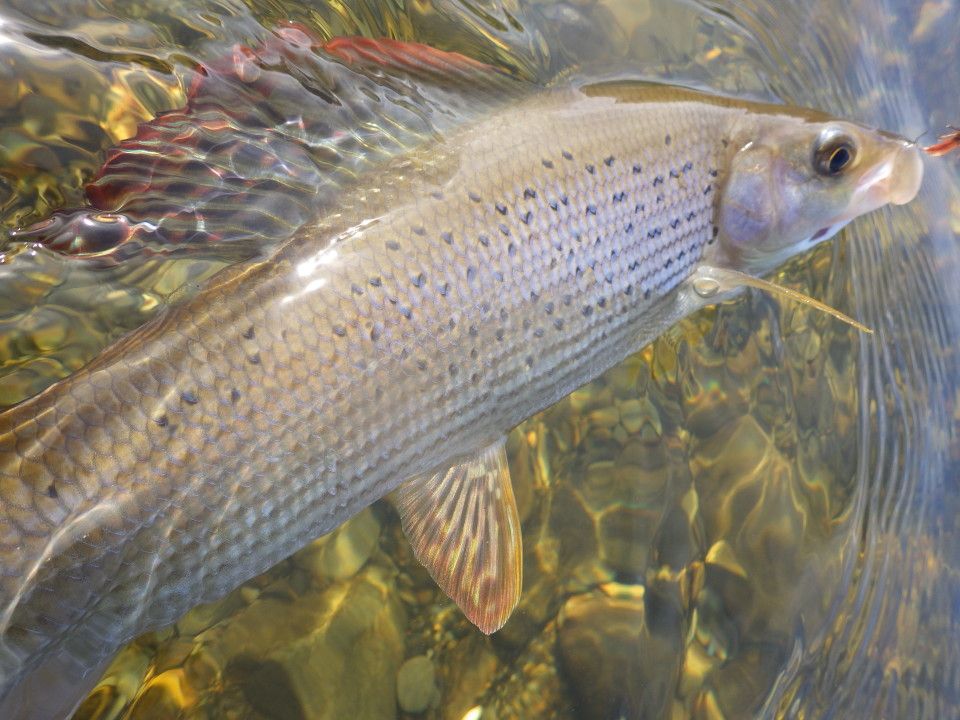 hooked grayling in water