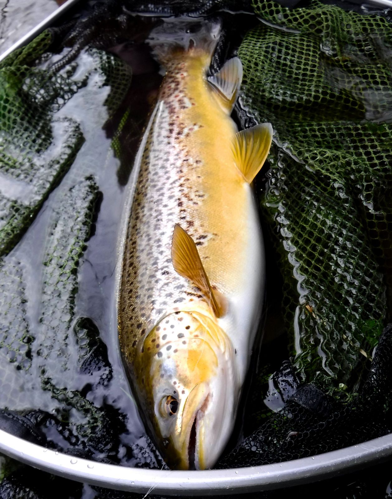 trout in net